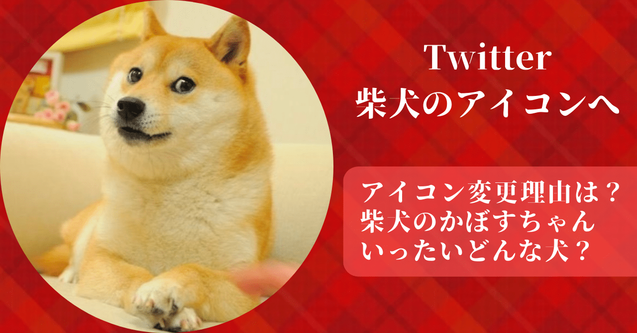 Twitterが柴犬のアイコンになった理由とモデルとなったかぼすちゃんがどんな犬なのか紹介！